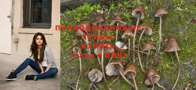 Псилоцибиновые грибы Psilocybe  как найти закладки  ОМГ ОМГ ссылки  Изобильный 